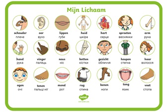 Mijn lichaam woordmat - Oekraïens | Nederlands
