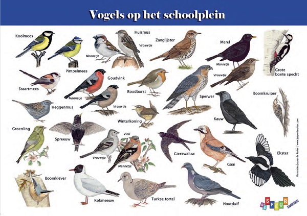 Vogels op het plein