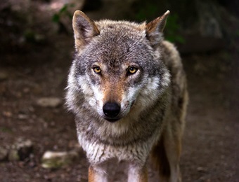 Hallo Wolf